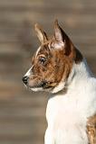 BASENJI 228